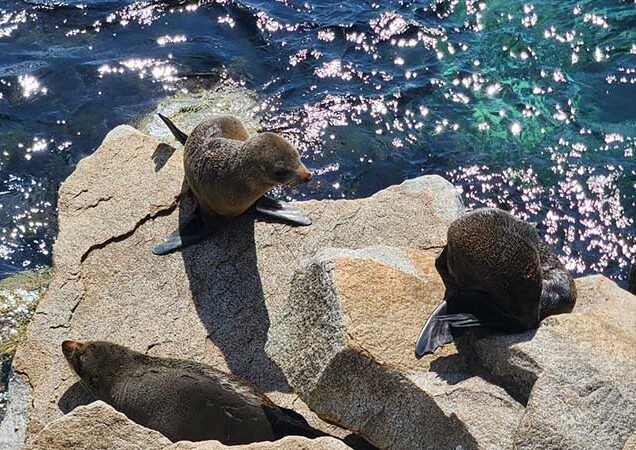 Narooma seal rest point