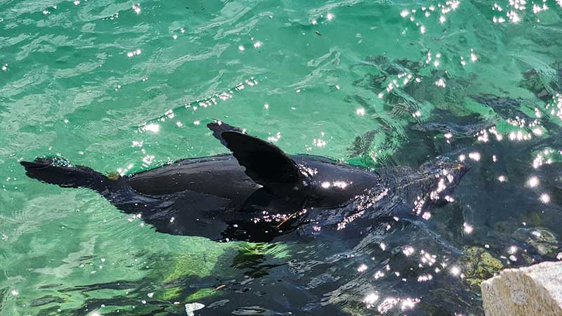 Narooma-seal-rest-point4
