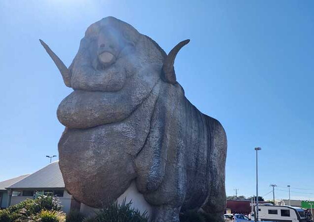 The Big Merino