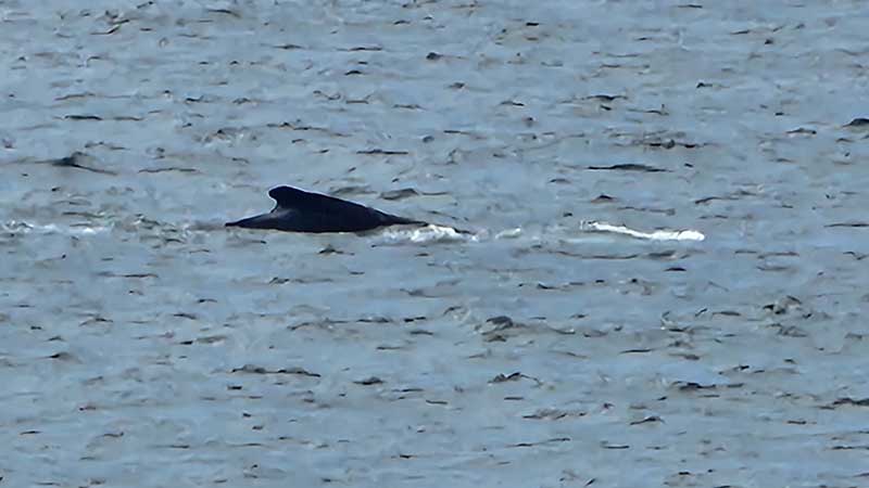 Tuross-Head-on-Tree-Point8