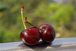 Young National Cherry Festival