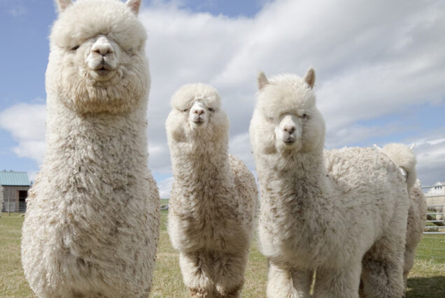 Farm and Wildlife Tour Itinerary