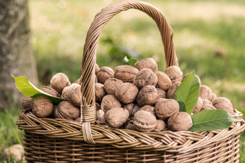 Canberra Chestnuts & Walnuts