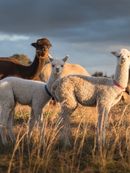 b837e137660b60ec2ab4aaa0c526f1d3